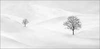 FCP SILVER MEDAL - TREES IN THE SNOW - SHERREN PAM - united kingdom <div